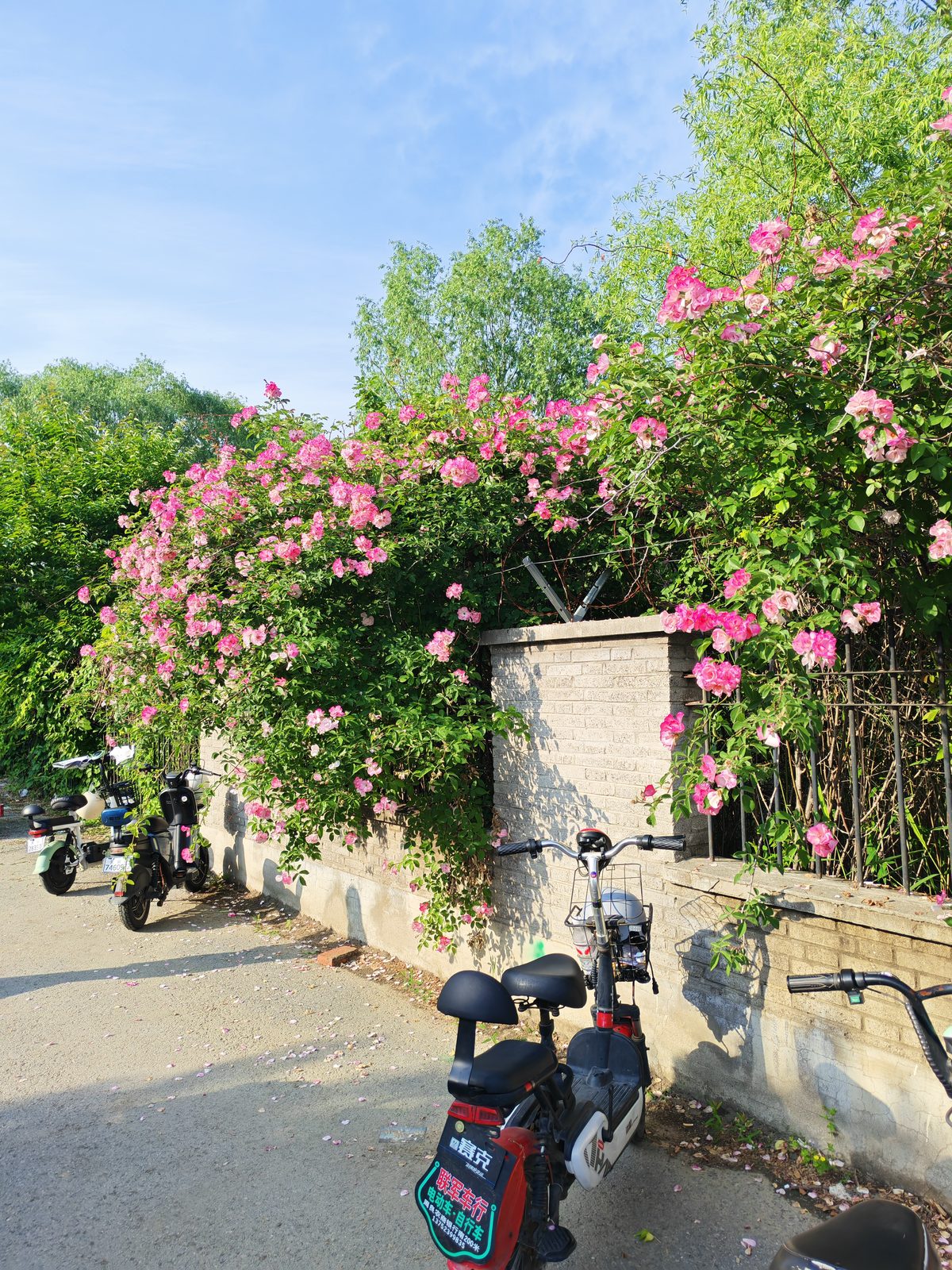 初夏蔷薇花墙
